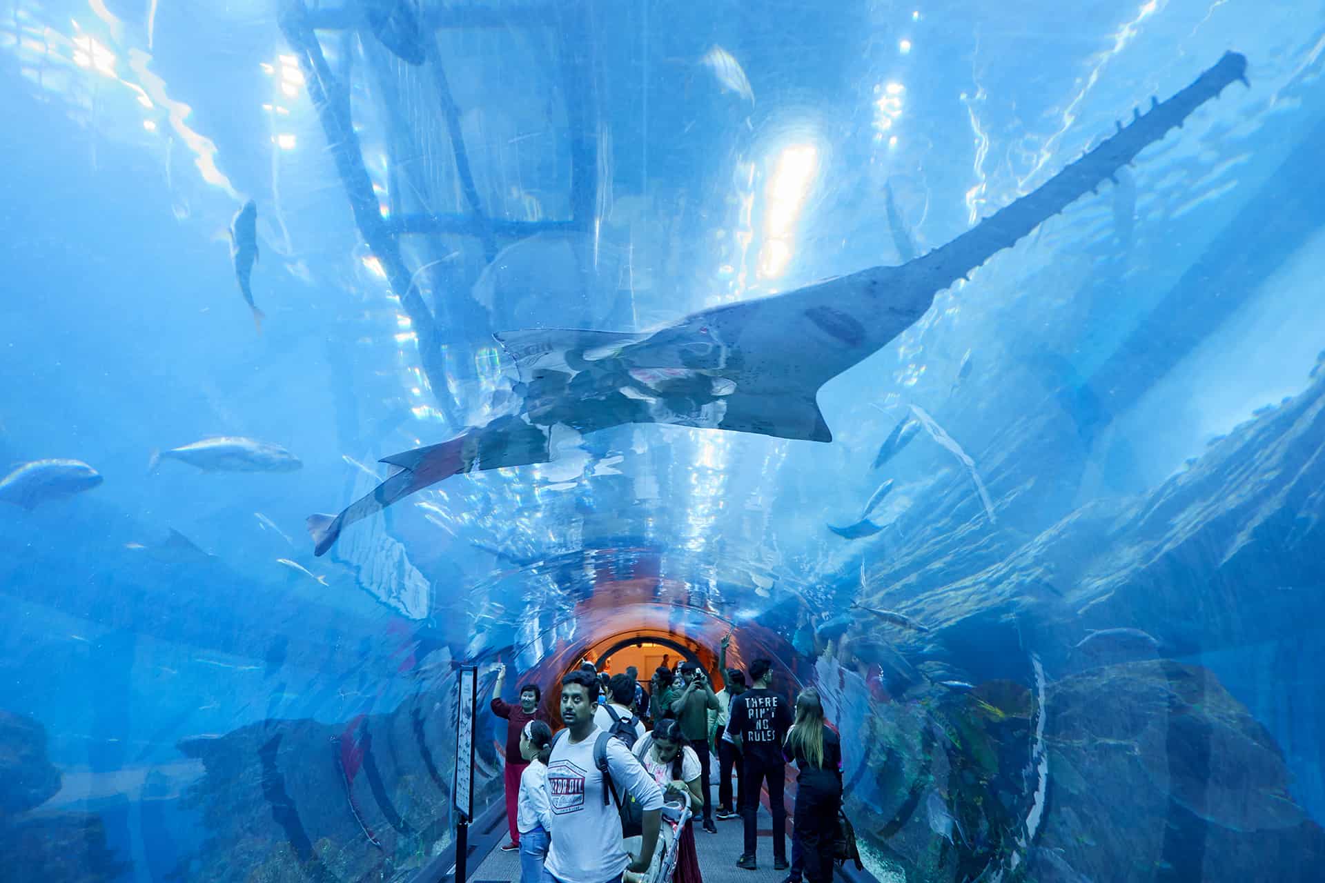 dubai aquarium dubai aquarium