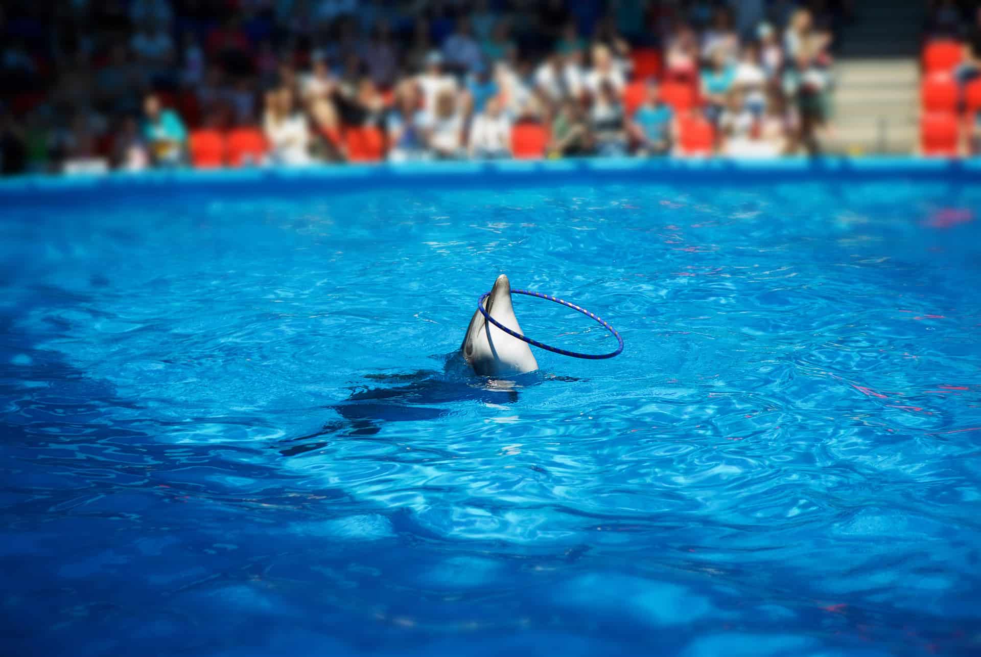 dubai delphinarium dubai delphinarium