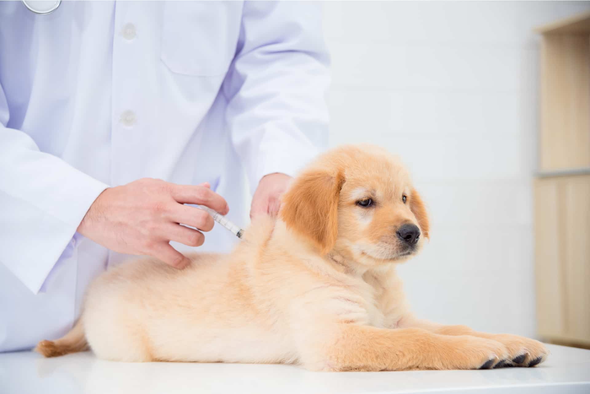 vaccin animal dubai emmener son chien à Dubaï vaccins