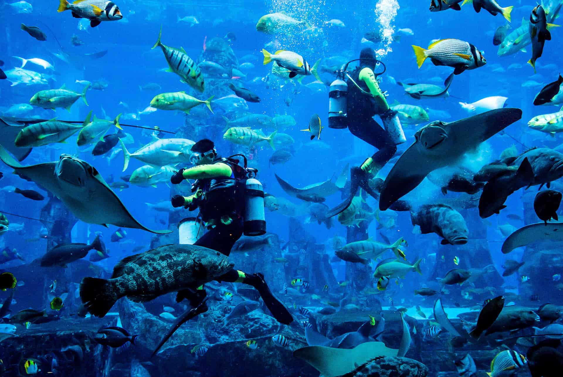 nourrir poissons aquarium nourrir poissons aquarium